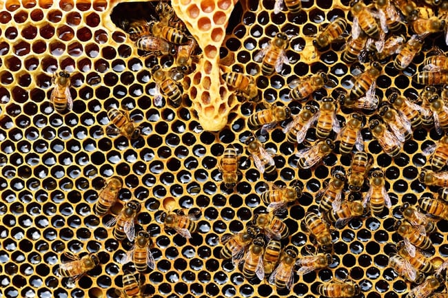 Subcontractor vs. employee: Are you correctly classifying your worker bees? Subcontractor vs. employee: Are you correctly classifying your worker bees?