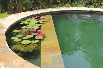 Natural_Swimming_Pools_Australia