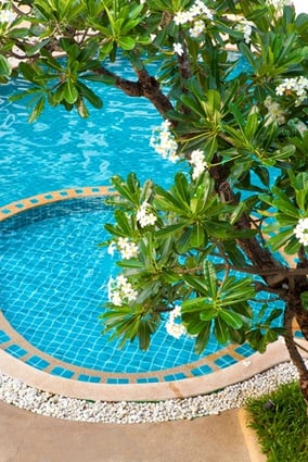 Swimming Pool under tree